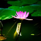 Lotus Flowers: Bud vs. Blossom